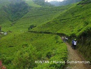 Dewan teh sertifikasi kebun teh rakyat