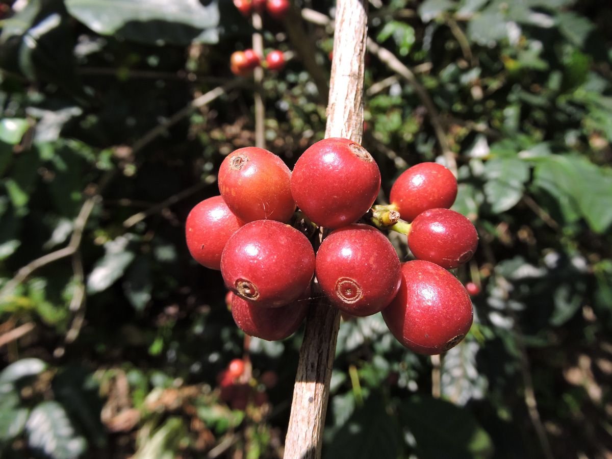  Oversuplai Kopi Premium