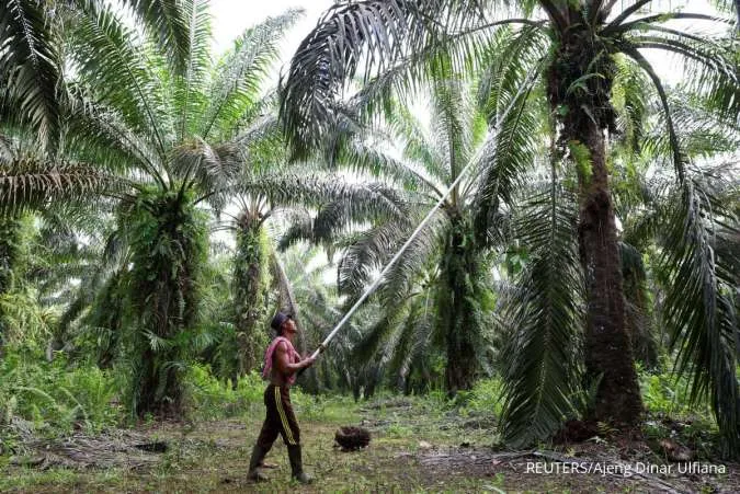 Indonesia Says Looking at 600,000 Hectares of New Palm Oil Plantations From 2026