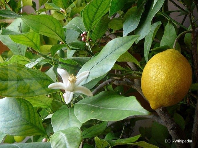 Memeras peluang berkebun lemon asal negeri Paman Sam