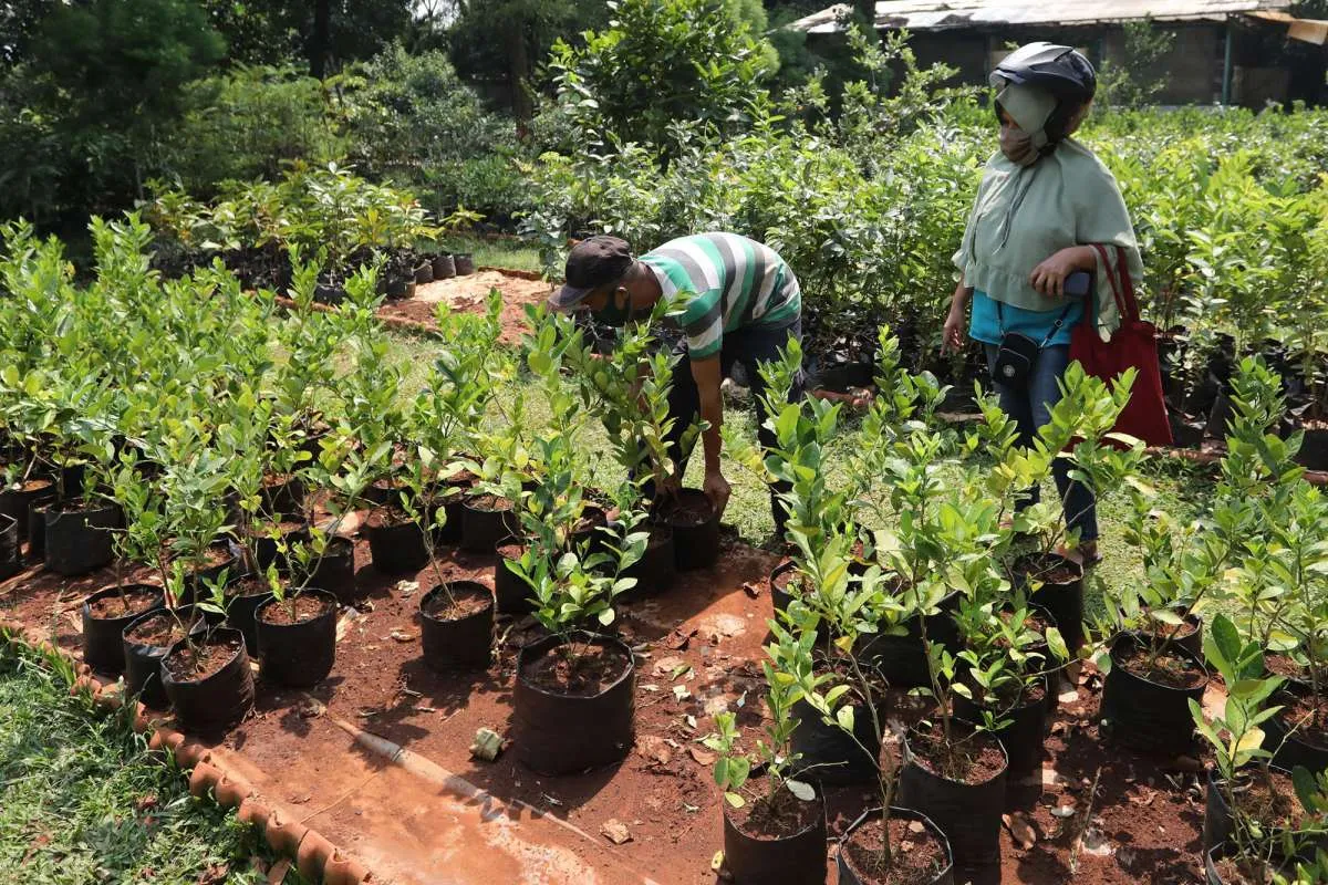 Peruri sebar 3.100 bibit pohon buah ke Kabupaten Karawang