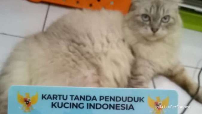 Template KTP Kucing Gratis, Simak Cara Membuatnya Tanpa Instal Aplikasi