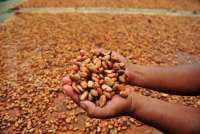 Ekspor Kakao Nasional Tumbuh Signifikan, Ini Faktor Pendorongnya