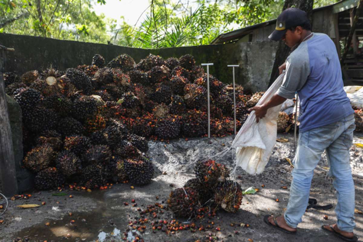 Harga CPO Terus Tertekan, Berpotensi ke RM 4.000