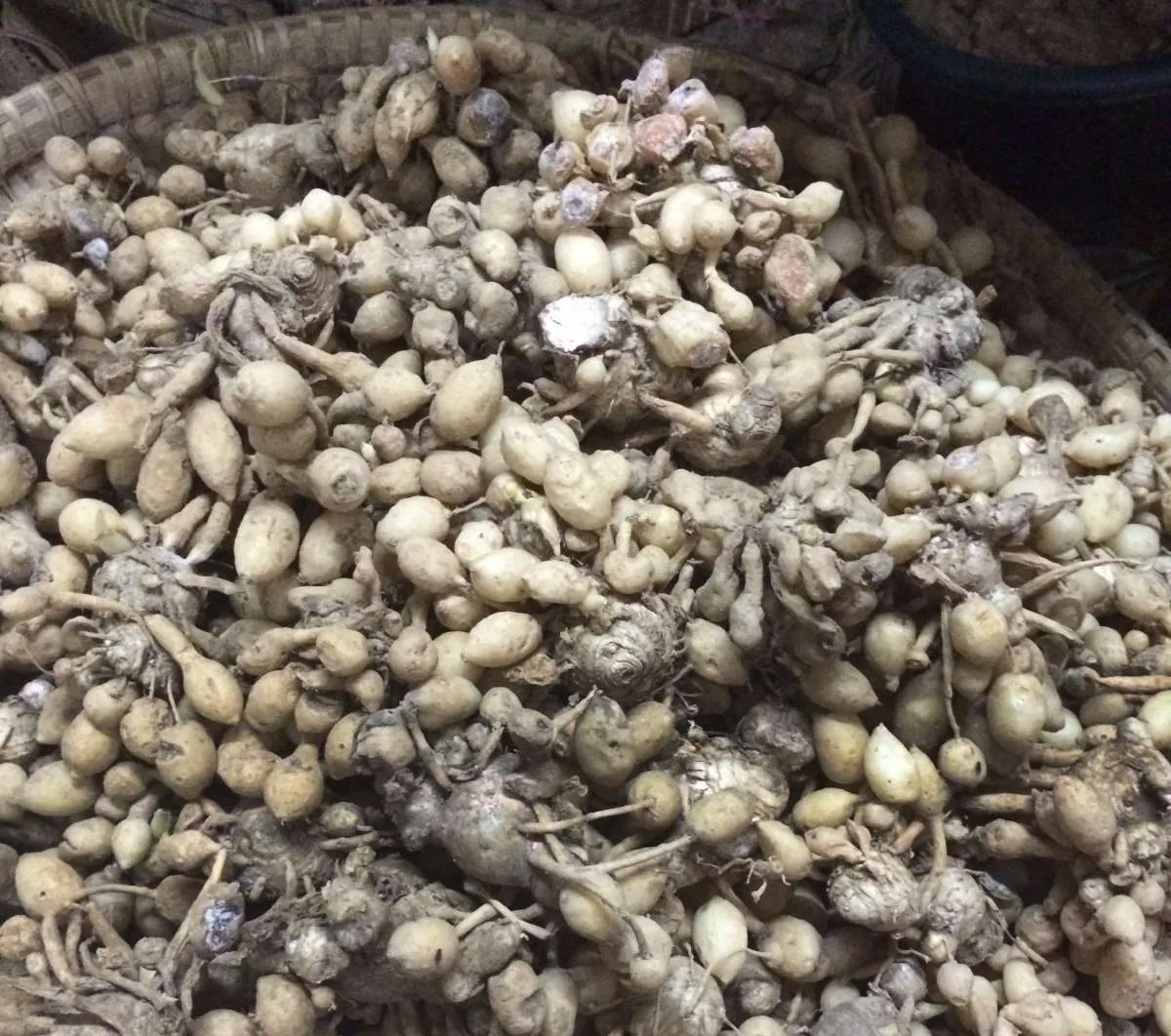 Manfaat kunyit putih terbaik ini berdampak baik bagi tubuh, lo