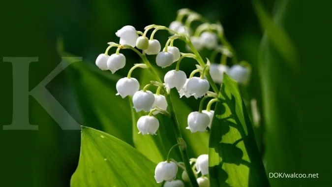 BUNGA TERMAHAL DI DUNIA - Lily of the Valley 