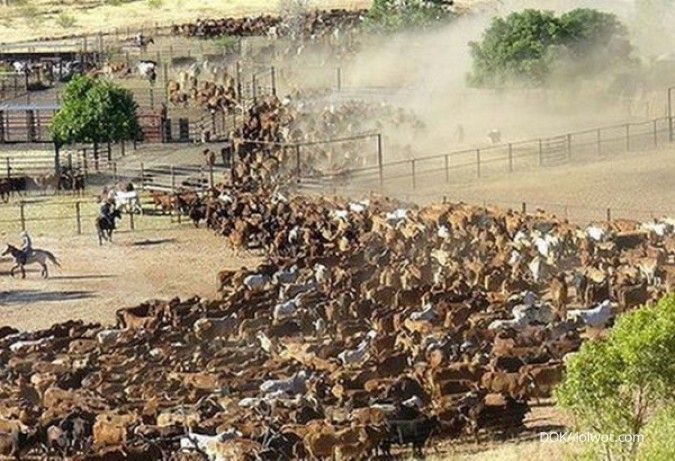 Parasit Pemakan Daging Muncul Lagi di Texas Setelah 60 Tahun, Peternak AS Waspada
