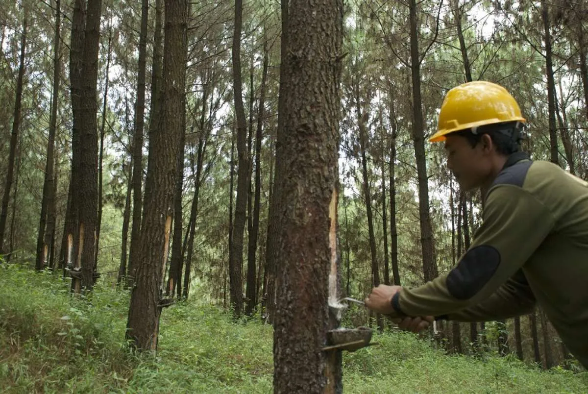 Kelola Hutan Berkelanjutan, Perhutani Siap Penetrasi Pasar Internasional