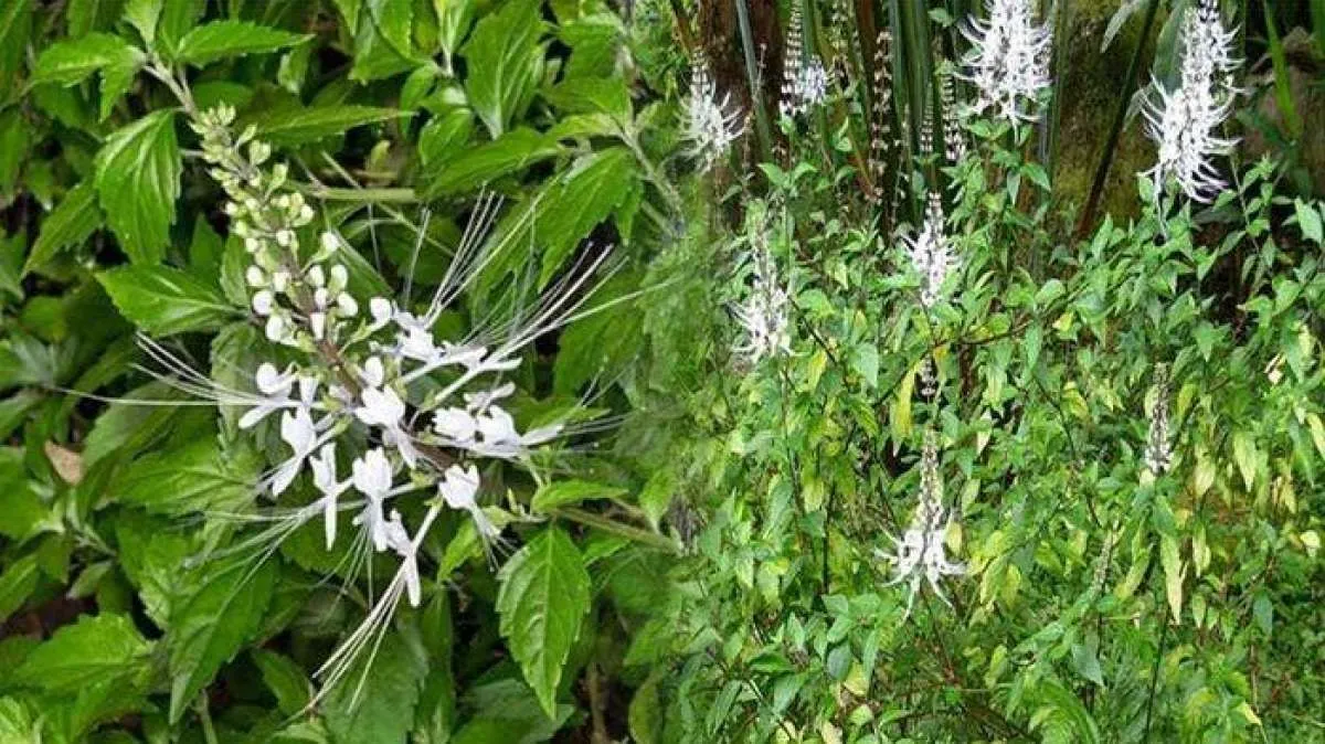 9 Herbal yang Bisa Bikin Asam Urat Keok, Ada Apa Saja?