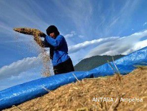 Gagal panen, petani peroleh Rp 2,6 juta per hektare