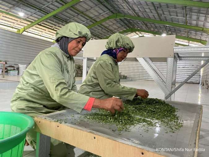 Daun Kelor dan Sargassum Asal Sumenep Sukses Tembus Pasar Global