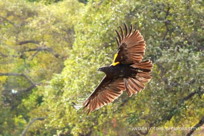 Burung Elang-ular bido