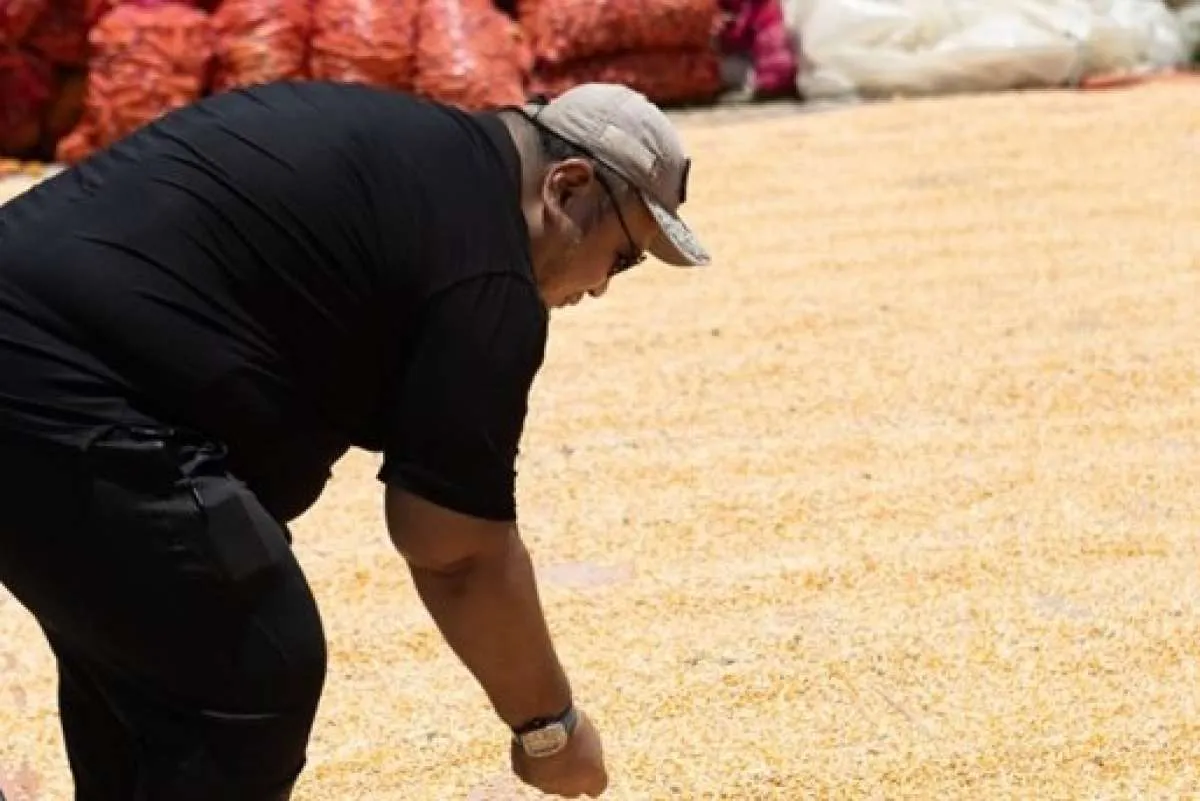 Fenomena La Nina Dikhawatirkan Gerus Harga Gabah