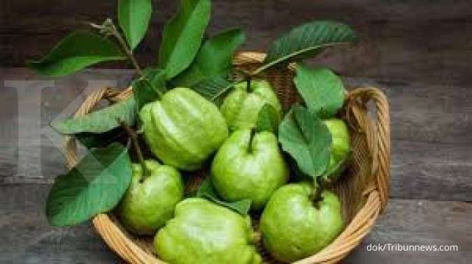 Ini manfaat daun dan buah jambu biji sebagai obat herbal