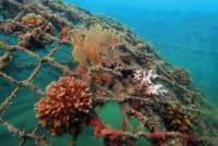 Program Reklamasi Grup MIND ID Terapkan Tata Kelola Pertambangan yang Baik