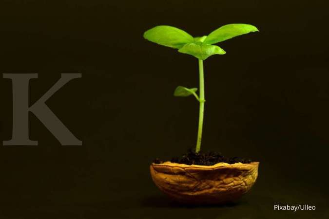 Tips Merawat Bibit Tanaman yang Tepat Saat Penyemaian