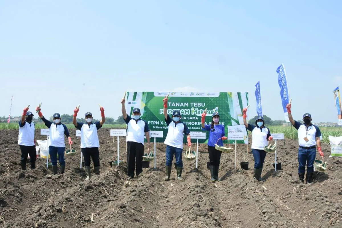 Lewat program Makmur, Petrokimia Gresik dan PTPN X bangun ekosistem petani tebu