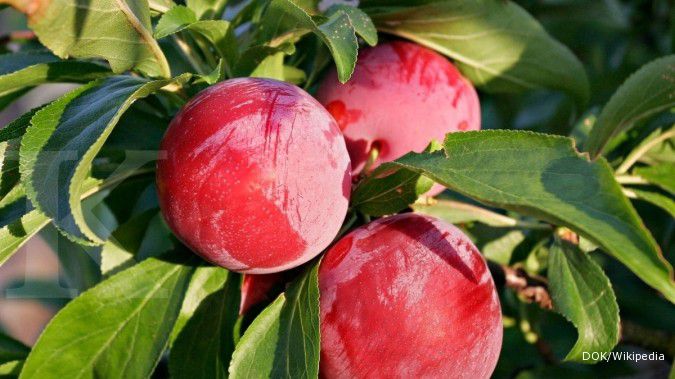 5 Manfaat buah plum, bisa hilangkan kerutan wajah