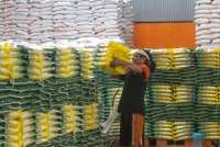 Target Naik, Bulog Dapat Penugasan Serap 4 Juta Ton Beras pada 2026