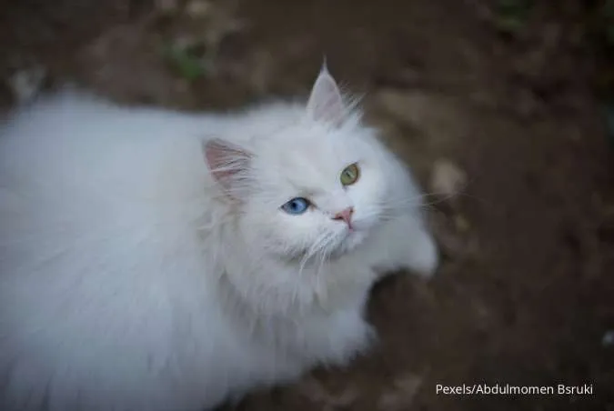 Kucing Himalaya putih