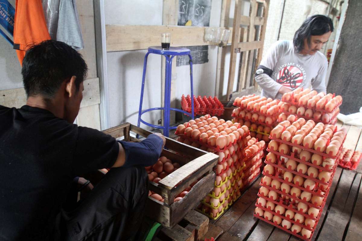 Banyaknya pasokan menyebabkan harga telur masih anjlok