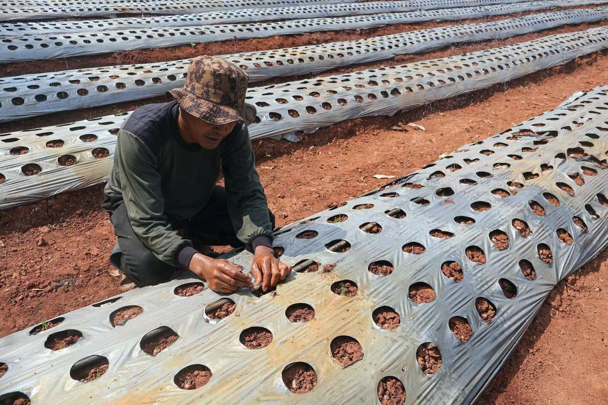 El Nino Hantam 35.000 Hektare Lahan, Pemerintah Pastikan Pangan Aman