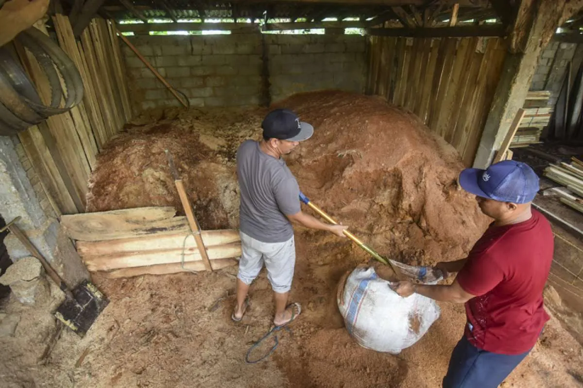 Begini Kata Pengusaha Soal Harga Patokan Tertinggi Biomassa untuk Co-Firing