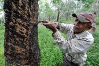 Upaya Pemerintah Atasi Ancaman Kesulitan Ekspor Karet ke Uni Eropa