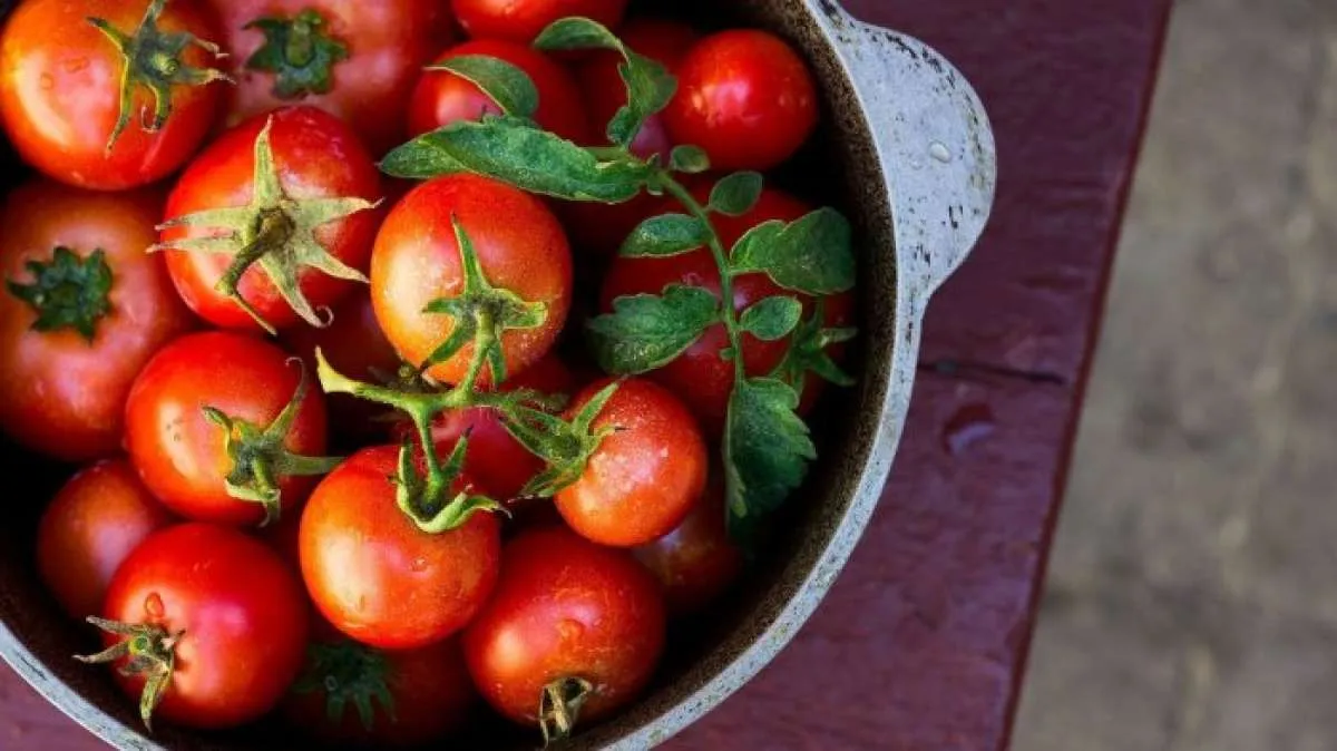 Cara Menanam Tomat agar Menghasilkan Buah yang Manis