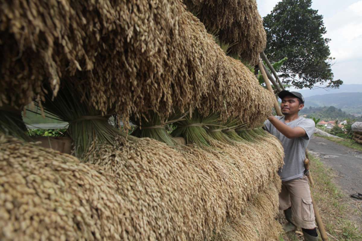 Perkuat Produksi Hadapi Ancaman Krisis Pangan