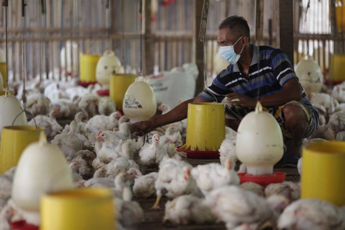 PPKM Darurat Menekan Saham Poultry 