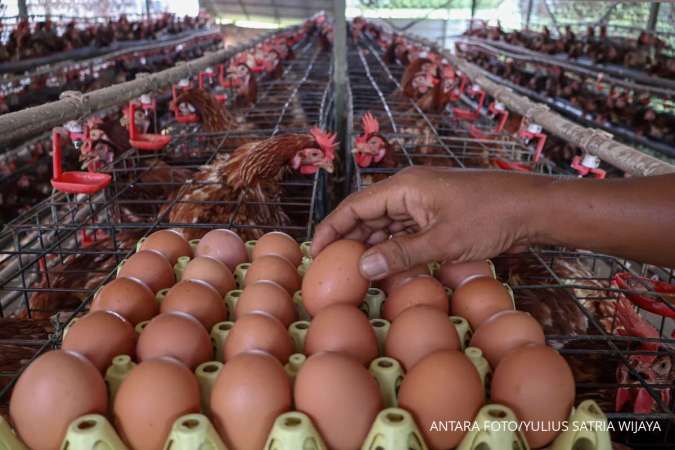 BUMN Pangan Serap Produksi Telur Rakyat