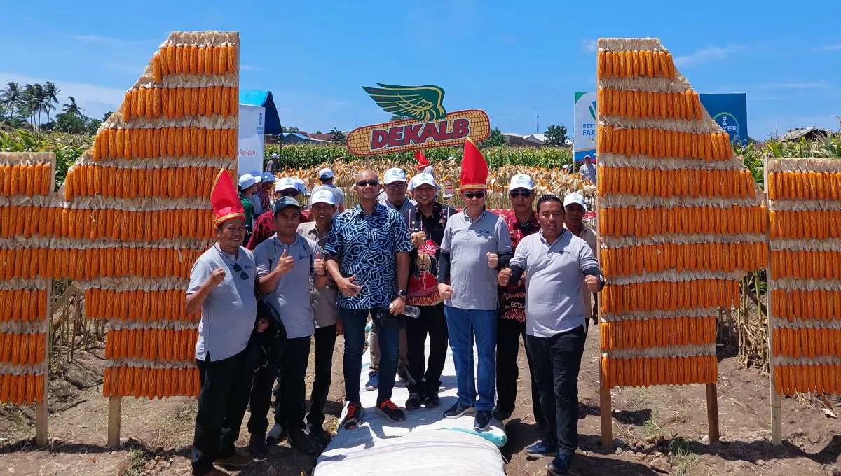 Dukung Peningkatan Produksi Jagung Nasional Melalui Benih Bioteknologi