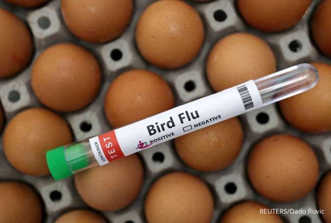 AS Krisis Telur! Wabah Flu Burung Paksa Trump Buka Kran Impor dari Brasil