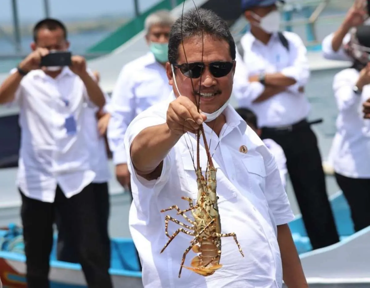 Tegakkan Tata Kelola Lobster, KKP Akan Bentuk Satgas Khusus
