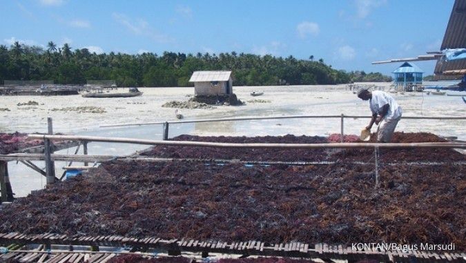 Arli Bangun Pabrik Rumput Laut Di Sulsel