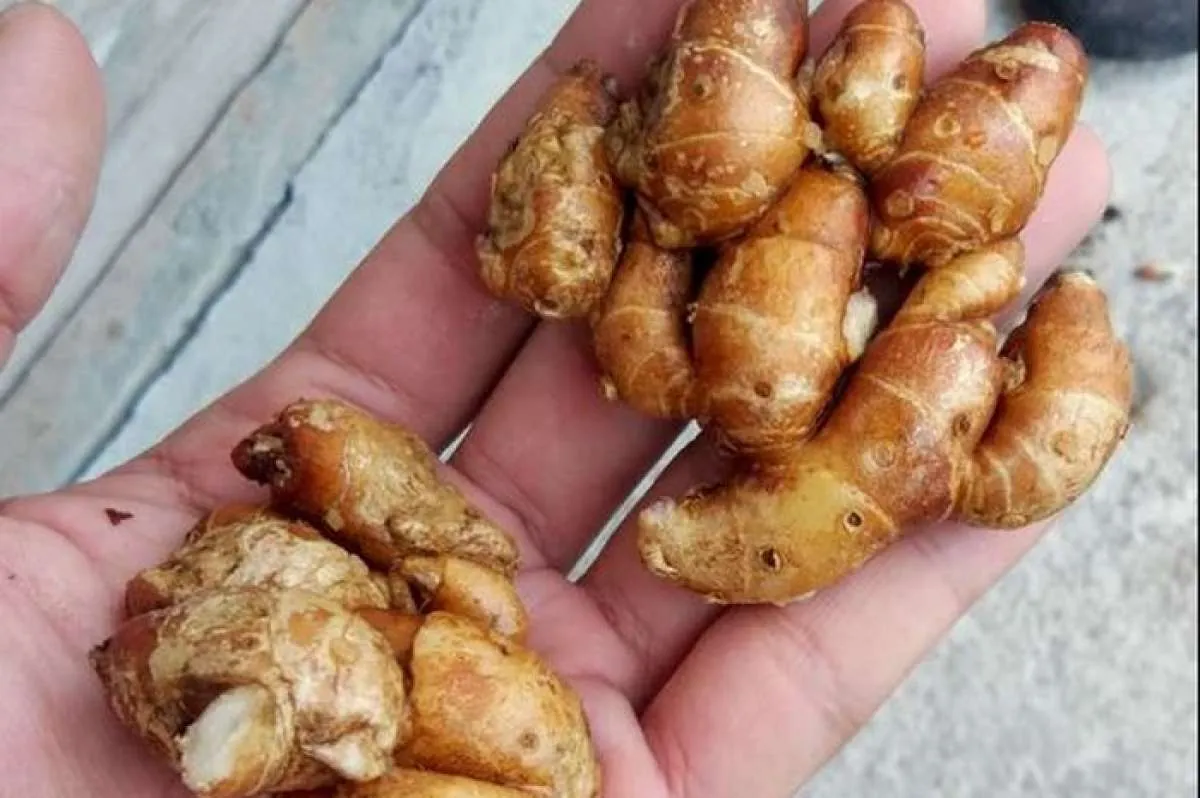 Selain Mengobati Batuk Pilek, Ini Manfaat Kencur untuk Kesehatan