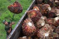 Prabowo Janji Tambah Luas Lahan Kelapa Sawit di Tengah Isu Deforestasi