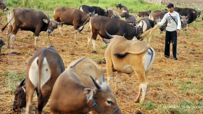 RNI serahkan 1.500 sapi kepada petani