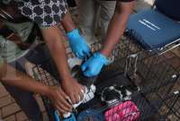 Ciri-Ciri Cakaran Kucing yang Menyebabkan Rabies, Apa Saja Tanda-Tanda Kucing Rabies?