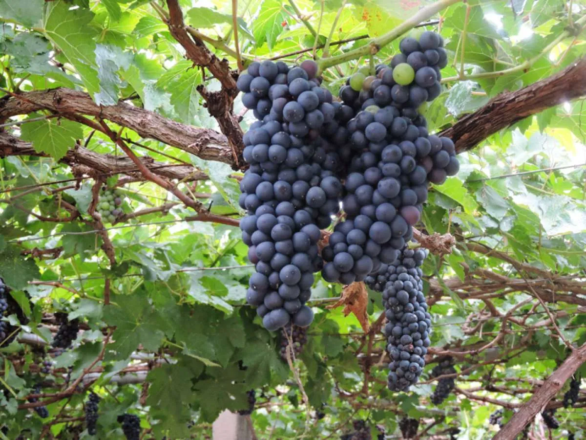 Ini 10 manfaat anggur bagi kesehatan yang harus Anda ketahui