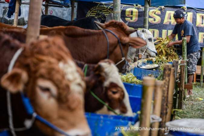 Informasi Harga Terbaru Sapi Kurban 2025 di Jakarta, Mulai dari Rp 15 Jutaan