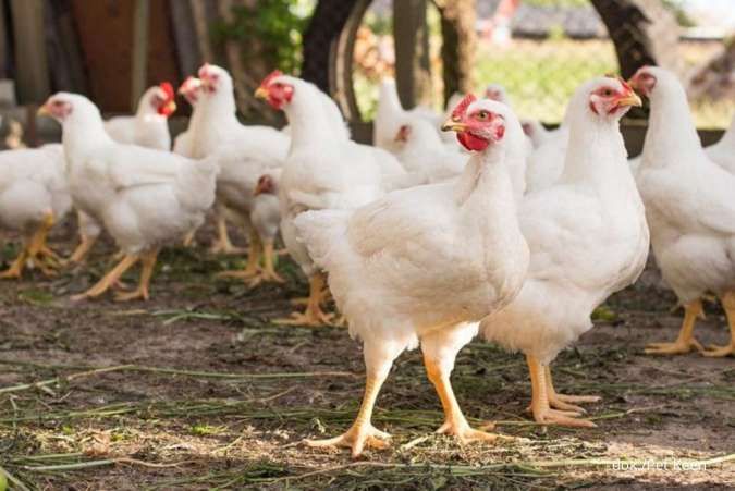 Malaysia Eases Restrictions on Live Chicken Exports