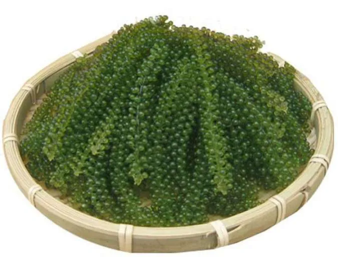 Green Caviar 