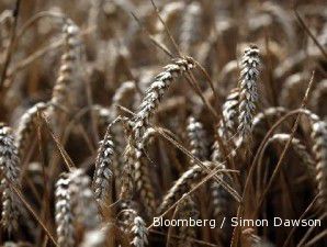 Ekspektasi kelangkaan gandum memudar, harga gandum merosot 11% dalam seminggu