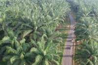 GIMNI Keberatan Terhadap Penerapan DMO Jadi 30%, Ini Alasannya