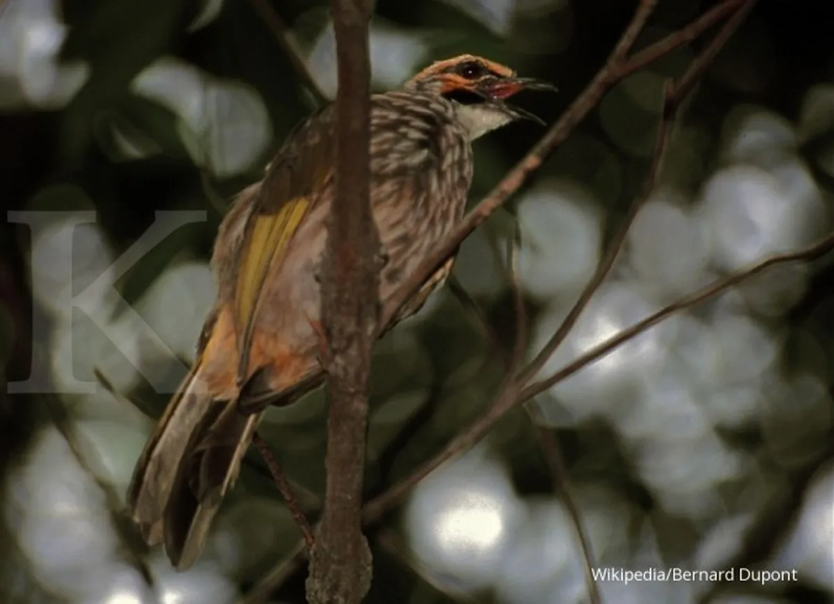 Cuit...cuit...cuan nyaring dari kicauan cucak rowo