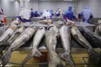 Perikanan Indonesia Genjot Ekspor Cakalang ke Thailand pada Akhir 2025