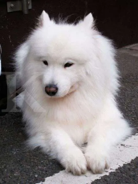 Anjing Samoyed