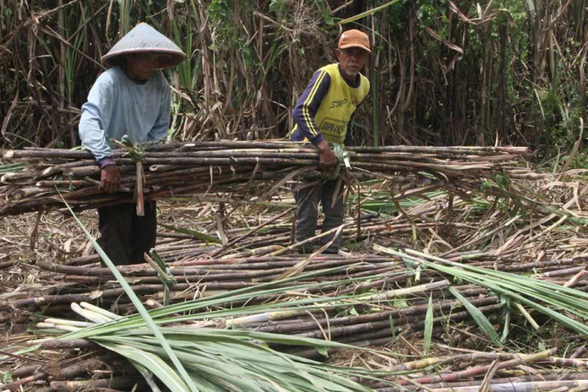 Percepat Swasembada Gula, Kementan Dukung Penyediaan Benih untuk Petani Tebu